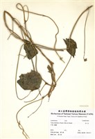 藏品(赤小豆)的圖片